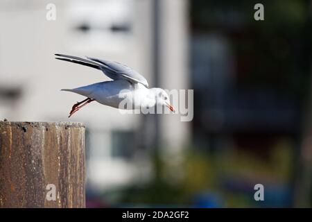 su nuove rive - un gabbiano decollo da un palo di legno nel porto Foto Stock