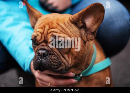 Bulldog francese colorato Fawn. La mano del proprietario del cane abbracciando il cane dal collo. Primo piano Foto Stock