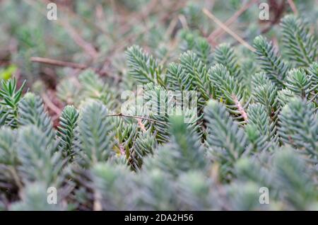 Il concetto è l'atmosfera di Natale e Capodanno. Piccoli germogli di pino blu. Foto dettagliata di molti nuovi rami di legno. Scatto macro. Foto Stock