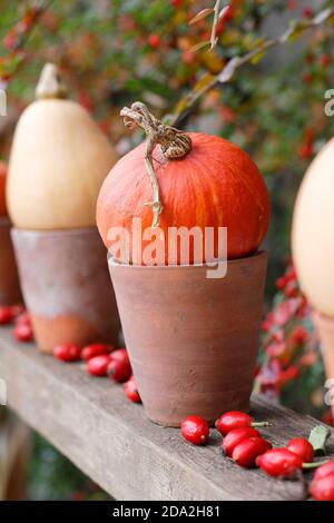 Autunno giardino esposizione di zucche in pentole in una fila su una mensola di legno. REGNO UNITO Foto Stock