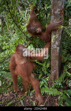 Kalimantan centrale, febbraio 2016, Pongo pygmaeus, Borneo orangutan nella giungla. Foto Stock