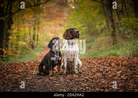 Due spaniels seduti all'attenzione su un sentiero nella foresta autunnale Foto Stock