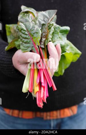 Beta vulgaris "luci brillanti". Bietole svizzere appena selezionate "luci brillanti" che mostrano i tipici steli dell'arcobaleno. REGNO UNITO Foto Stock