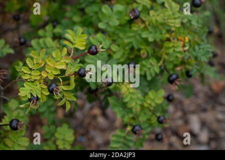 Frutti scuri di Rosa spinosissima. Bacche nere mature di rosa selvatica su un ramo con foglie, stagione autunnale sfondo naturale Foto Stock