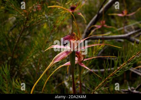 Due fiori di orchidea Caladenia endemici all'Australia, vicino a Esperance, vista laterale con sfondo naturale Foto Stock