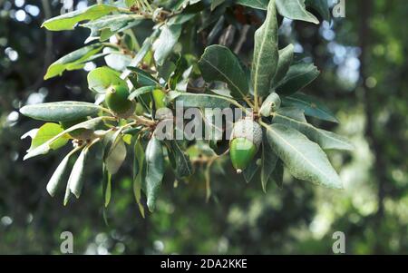 acorn di lecci nel Parco dell'Etna un punto di riferimento Della natura in Sicilia e turismo all'aperto Foto Stock