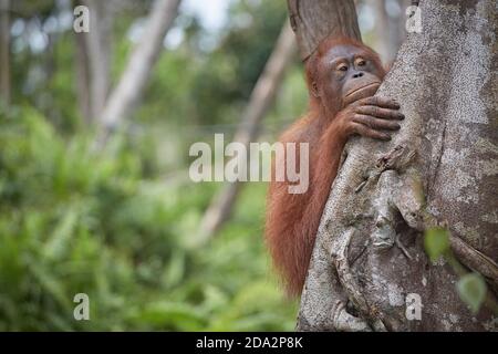 Kalimantan centrale, febbraio 2016, Pongo pygmaeus, Borneo orangutan nella giungla. Foto Stock