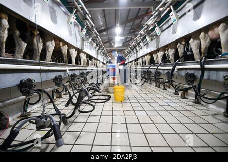 (201109) -- YINCHUAN, 9 novembre 2020 (Xinhua) -- il personale lavora in una fattoria di Helanshan caseificio di Ningxia state Farm vicino ai Monti Helan nella regione autonoma di Ningxia Hui, 8 novembre 2020. Attualmente, ci sono 64,000 mucche in stock e 300,000 tonnellate di latte fresco sono prodotte ogni anno presso la Helanshan caseificio della Ningxia state Farm. (Xinhua/Wang Peng) Foto Stock