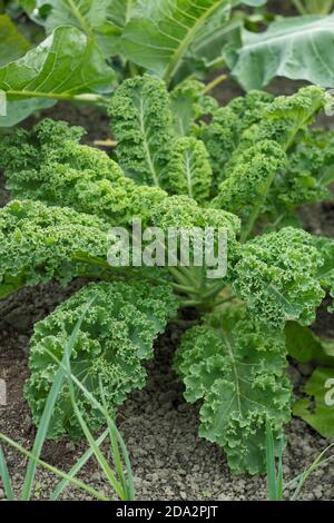 Brassica oleracea 'verde arcuato'. Pianta di kale curly che cresce in un terreno vegetale in un giardino britannico. Foto Stock