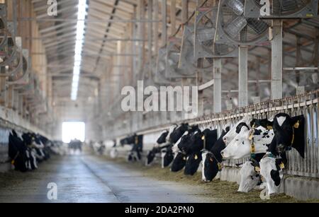 (201109) -- YINCHUAN, 9 novembre 2020 (Xinhua) -- le mucche sono viste ad una fattoria della compagnia casearia di Helanshan della fattoria di Stato di Ningxia vicino alle montagne di Helan nella regione autonoma di Ningxia Hui, 8 novembre 2020. Attualmente, ci sono 64,000 mucche in stock e 300,000 tonnellate di latte fresco sono prodotte ogni anno presso la Helanshan caseificio della Ningxia state Farm. (Xinhua/Wang Peng) Foto Stock