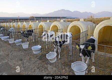 (201109) -- YINCHUAN, 9 novembre 2020 (Xinhua) -- vitelli sono visti in una fattoria di Helanshan caseificio di Ningxia state Farm vicino alle montagne Helan nella regione autonoma di Ningxia Hui, 8 novembre 2020. Attualmente, ci sono 64,000 mucche in stock e 300,000 tonnellate di latte fresco sono prodotte ogni anno presso la Helanshan caseificio della Ningxia state Farm. (Xinhua/Wang Peng) Foto Stock