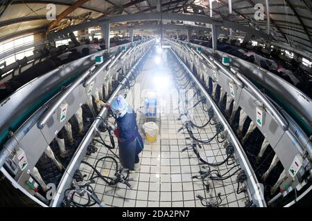 (201109) -- YINCHUAN, 9 novembre 2020 (Xinhua) -- un personale lavora in una fattoria di Helanshan caseificio di Ningxia state Farm vicino ai Monti Helan nella regione autonoma di Ningxia Hui, 8 novembre 2020. Attualmente, ci sono 64,000 mucche in stock e 300,000 tonnellate di latte fresco sono prodotte ogni anno presso la Helanshan caseificio della Ningxia state Farm. (Xinhua/Wang Peng) Foto Stock