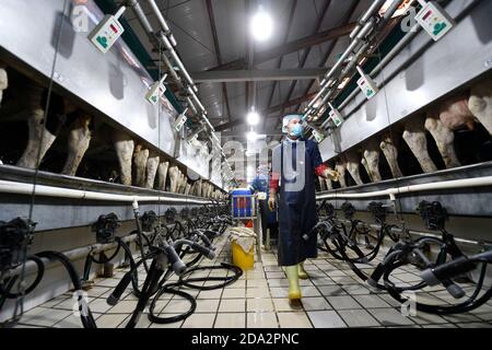 (201109) -- YINCHUAN, 9 novembre 2020 (Xinhua) -- il personale lavora in una fattoria di Helanshan caseificio di Ningxia state Farm vicino ai Monti Helan nella regione autonoma di Ningxia Hui, 8 novembre 2020. Attualmente, ci sono 64,000 mucche in stock e 300,000 tonnellate di latte fresco sono prodotte ogni anno presso la Helanshan caseificio della Ningxia state Farm. (Xinhua/Wang Peng) Foto Stock