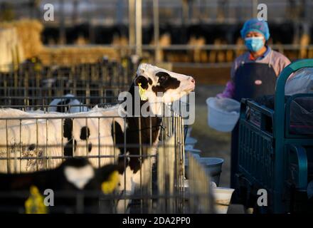 (201109) -- YINCHUAN, 9 novembre 2020 (Xinhua) -- il personale lavora in una fattoria di Helanshan caseificio di Ningxia state Farm vicino ai Monti Helan nella regione autonoma di Ningxia Hui, 8 novembre 2020. Attualmente, ci sono 64,000 mucche in stock e 300,000 tonnellate di latte fresco sono prodotte ogni anno presso la Helanshan caseificio della Ningxia state Farm. (Xinhua/Wang Peng) Foto Stock