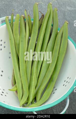 Phaseolus coccineus. Fagioli di runner appena raccolti in un colander. REGNO UNITO Foto Stock