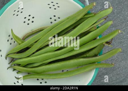 Phaseolus coccineus. Fagioli di runner appena raccolti in un colander. REGNO UNITO Foto Stock