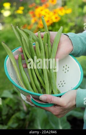 Phaseolus coccineus "Firestorm". Fagioli di runner appena raccolti in un colander. REGNO UNITO Foto Stock