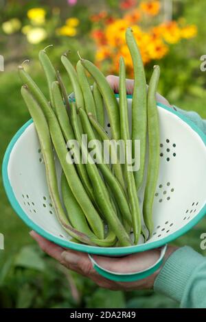 Phaseolus coccineus "Firestorm". Fagioli di runner appena raccolti in un colander. REGNO UNITO Foto Stock