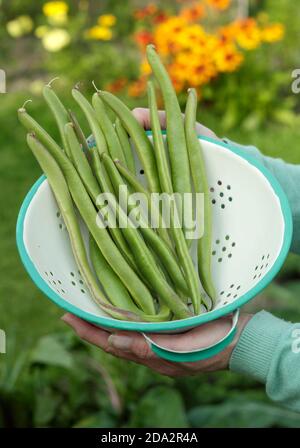 Phaseolus coccineus "Firestorm". Fagioli di runner appena raccolti in un colander. REGNO UNITO Foto Stock