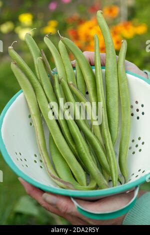 Phaseolus coccineus "Firestorm". Fagioli di runner appena raccolti in un colander. REGNO UNITO Foto Stock