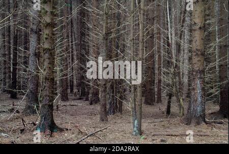 Sfondo naturale: Una foresta oscura, quasi impenetrabile, una monocultura di pini Foto Stock