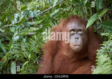 Kalimantan centrale, febbraio 2016, Pongo pygmaeus, Borneo orangutan nella giungla. Foto Stock