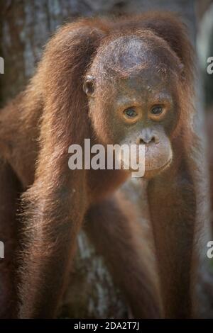 Kalimantan centrale, febbraio 2016, Pongo pygmaeus, Borneo orangutan nella giungla. Foto Stock