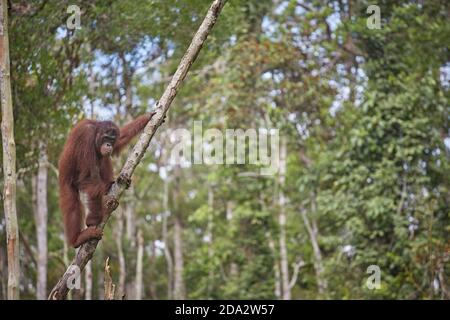 Kalimantan centrale, febbraio 2016, Pongo pygmaeus, Borneo orangutan nella giungla. Foto Stock
