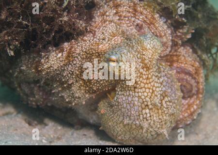 Primo piano di un polpo comune ben camuffato (Octopus vulgaris) aggrappato ad un pezzo di erba di mare. Foto Stock