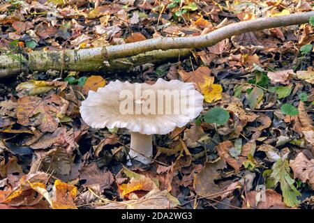 Funghi nella foresta - Infundibulicybe geotropa Foto Stock