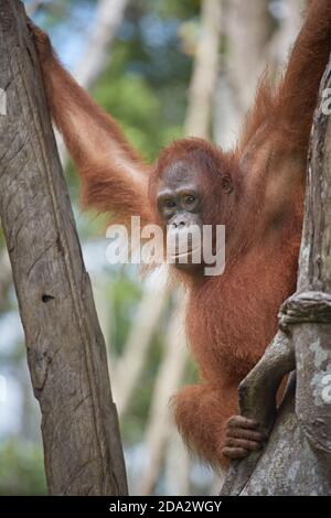 Kalimantan centrale, febbraio 2016, Pongo pygmaeus, Borneo orangutan nella giungla. Foto Stock