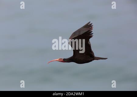 Hermit ibis, Northern Bald Ibis (Geronticus eremita), adulto in volo, Marocco, Agadir Foto Stock