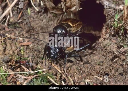 Campo cricket (Gryllus campestris), accoppiamento, Germania Foto Stock