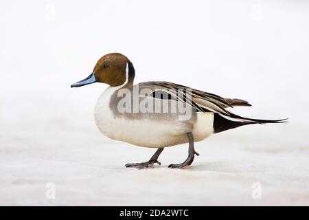 pintail settentrionale (Anas acuta), drake Walking sulla neve, Giappone, Hokkaido Foto Stock