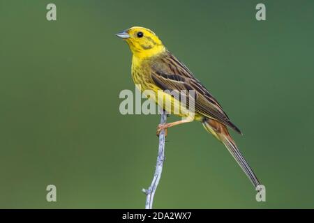 Yellowhammer (Emberiza citrinella), maschio seduto su un ramoscello, Francia, Provenza Foto Stock