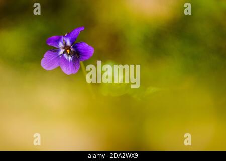 Viola inglese, viola dolce (Viola odorata), fiore, Paesi Bassi, Frisia Foto Stock