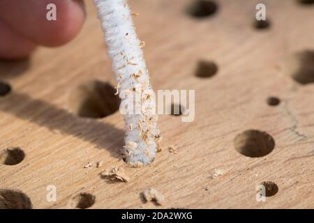 Aiuto per nidificazione di api selvatiche fatto di legno duro con fori trapanati, qualsiasi polvere di alesaggio che rimane nei fori è rimossa con un pulitore di tubi, Germania Foto Stock