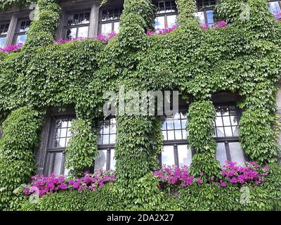 Virginia superriduttore, frutti di bosco (Parthenocissus quinquefolia), facciata verde in un vecchio municipio, Germania Foto Stock