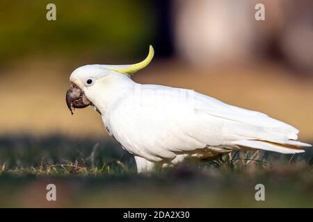 Cockatoo solforato (Cacatua galerita), in piedi su un prato pubblico, Australia Foto Stock