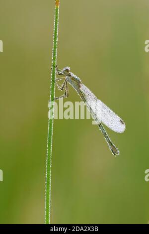 Damselfly a zampa bianca, zampa di piume blu (pennipi Platycnemis), femmina seduta coperta di gocce di rugiada a stelo, Belgio, Den Diel Foto Stock