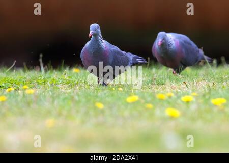 Piccione trocaz, piccione alloro Madeira, piccione a punta lunga (Columba trocaz), due silberhalstauben che invadono in un prato, Madeira Foto Stock