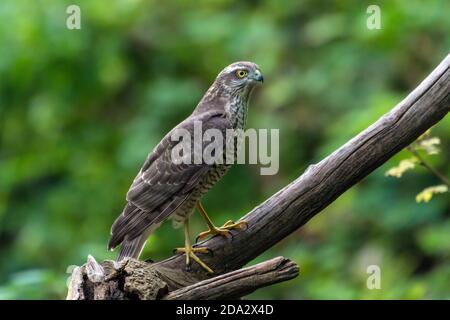 Falco della passera settentrionale (Accipiter nisus), arroccato su un ramo in agguato per preda, Svizzera, Sankt Gallen Foto Stock