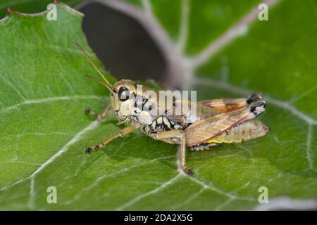 Cavalletta di montagna marrone (Podima pedestris), femmina, Germania Foto Stock