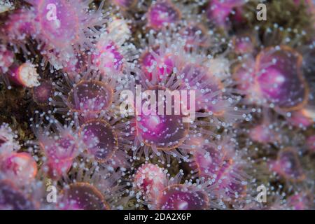 Anemoni di fragola (Actinia fragacea) piccoli anemoni rosa chiaro che crescono insieme. Foto Stock