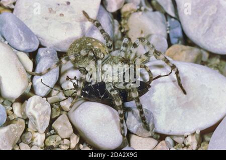 lupo ragno, ragno di terra (Arctosa cinerea), con coleottero catturato, Germania Foto Stock