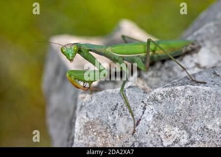 La mantide preda europea (Mantis religiosa), siede su una pietra, la Germania Foto Stock