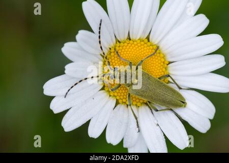 Longhorn Beetle (Lepturobosca virens, Leptura virens), siede su un bue-eye daisy, Germania Foto Stock