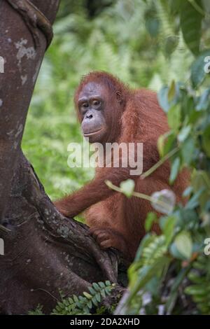Kalimantan centrale, febbraio 2016, Pongo pygmaeus, Borneo orangutan nella giungla. Foto Stock