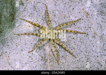 ragno lupo, ragno di terra (Arctosa cinerea), su una pietra, Germania Foto Stock