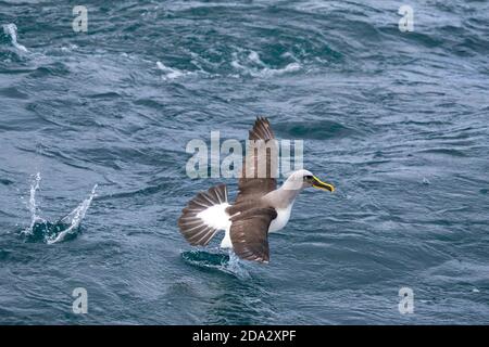 Northern Buller's Albatross, l'albatross di Buller, il mollymawk di Buller (Thalassarche Bulleri platei, Thalassarche platei), a partire dall'acqua, New Foto Stock